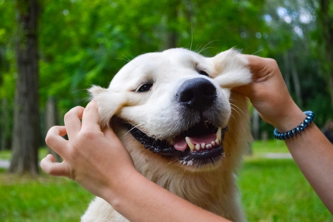 View of My Dog Helps Keep Me Sober - Sobriety for Women